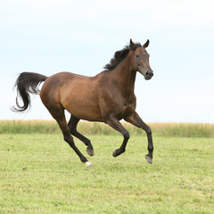 Amazing brown horse running alone