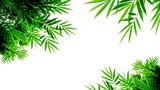 green bamboo leaves isolated on white background