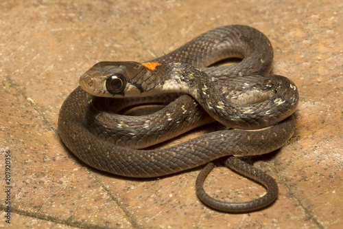 Plakat Rhabdophis himalayanus, Rhabdophis himalayanus, Colubridae, Trishna, Tripura, Indie