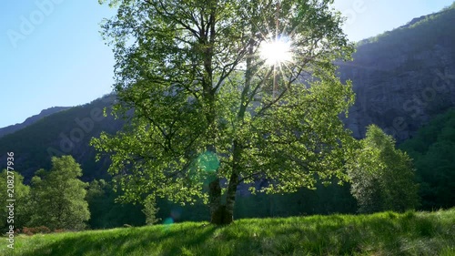 Видео: Sun breaking through green tree leaves. Beautiful summer landscape. 4K Sun breaking through green tree leaves. Beautiful summer landscape. 4K