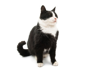 black and white cat isolated