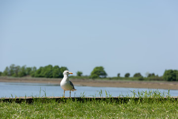 Seagull