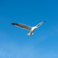 Seagull