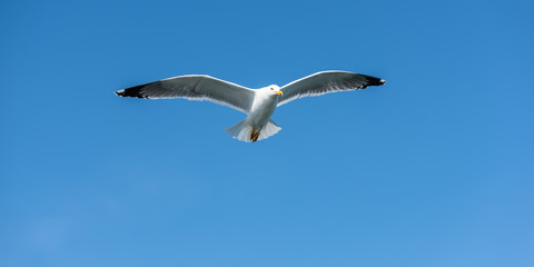 Seagull