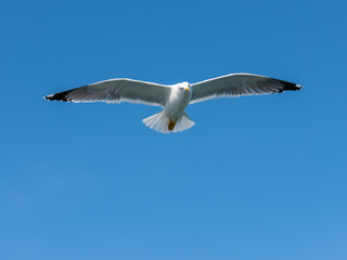 Seagull