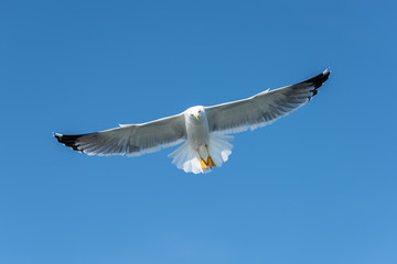 Seagull