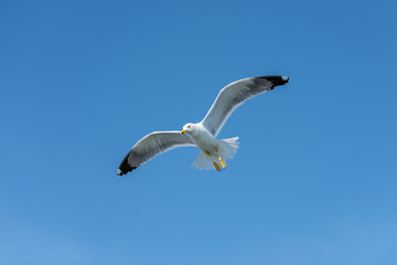 Seagull