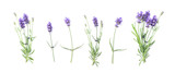 Floral banner flat lay Lavender flowers