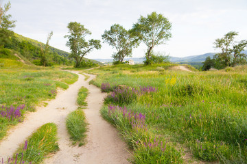 meadow path with flowers