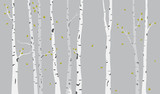 Birch Tree Silhouette Background