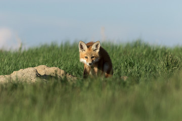 Curious fox pup staring.