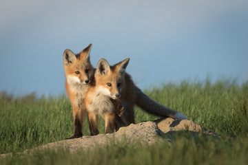 Fox kits in very adorable pose.