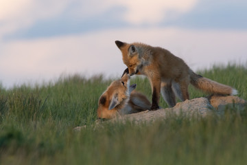 Very tender moment between two fox pups.