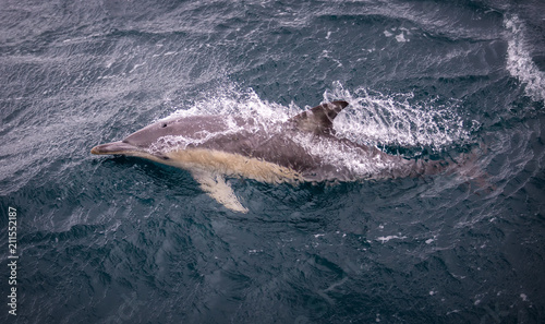 Plakat Wspólny delfin przekłuwający wodę podczas pływania w pobliżu wyspy Phillip w Australii