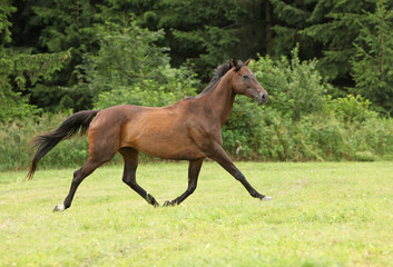 Amazing brown horse running alone