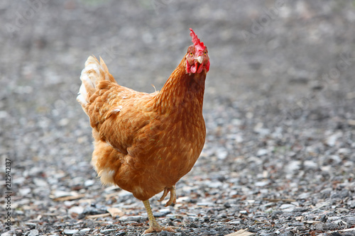 Plakat brown hen looking for food in the farm yard. Chickens. Free Range Cock and Hens