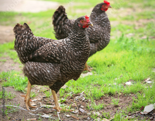 Plakat brown hen looking for food in the farm yard. Chickens. Free Range Cock and Hens