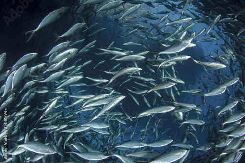 Tuna fish underwater Tuna fish underwater