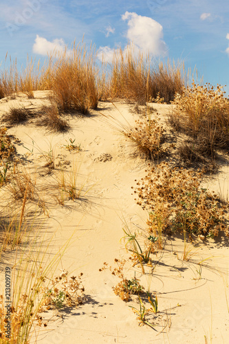 Foto obraz na płótnie canvas jednoczęściowy - Prickles w ogromnej pustej plaży simos bez turystów na wyspie elafonisos, lañonia, grecja