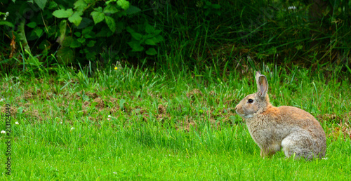 Zdjęcie XXL Brown Cottontail RabbitIn Sylwetka na zielonej trawie, Sequim, Półwysep Olimpijski, Waszyngton, USA