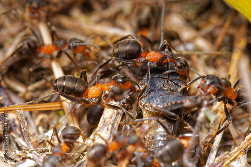 Zdjęcie XXL Czerwone drewniane mrówki tropi pasikonika w anthill, Danubian bagna, Sistani las, Europa