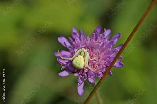 Plakat Zmienny krab pająk (Misumena vatia) czai się ofiarą na scabiosa columbaria (Scabiosa columbaria)
