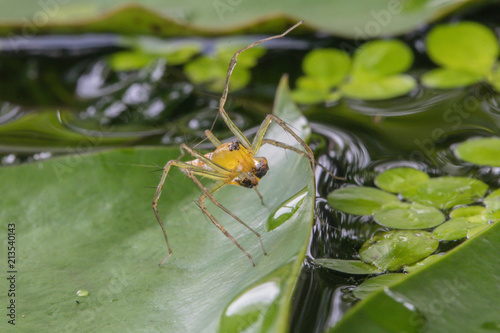 Plakat Makro- zakończenie w górę rysia pająk w natury tle, żółty kolor na zielonym liściu (Oxyopidae).