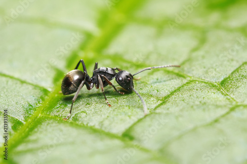 Plakat Spiny mrówka (Polyrhachis halidayi) na zielonym tle liści (z Tajlandii, Azji Południowo-Wschodniej)
