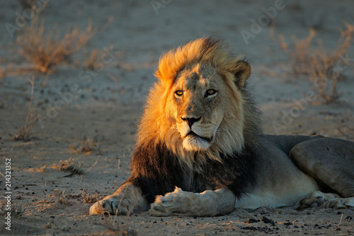 Zdjęcie XXL Duży męski Afrykański lew w wczesnego poranku świetle, Kalahari pustynia, Południowa Afryka (Panthera Leo).