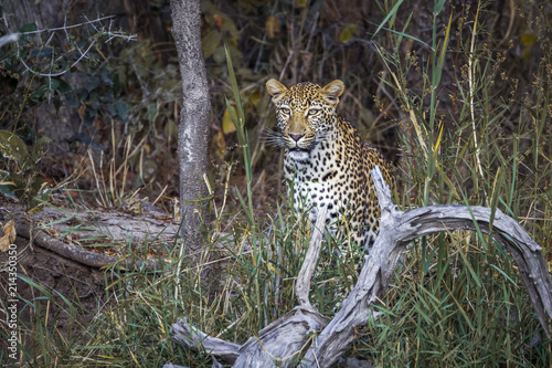 Plakat Lampart w Kruger National park, Republika Południowej Afryki; Specie Panthera pardus rodzina Felidae