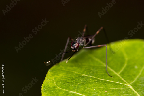 Plakat Wizerunek złote mrówki na zielonym liściu Thailand Makro- (polyrhachis illaudata)
