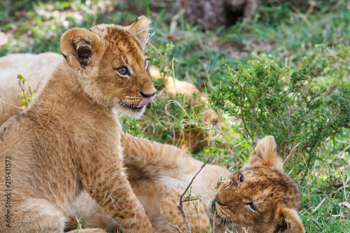 Zdjęcie XXL wo młode lwiątki bawiące się w Parku Narodowym Masai Mara w Kenii