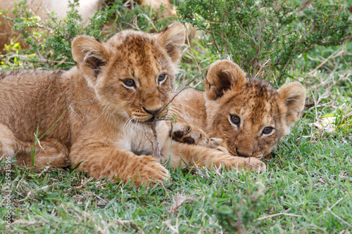 Zdjęcie XXL Dwa młodego lwa lisiątka bawić się w Masai Mara parku narodowym w Kenja