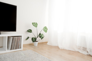 Cozy home interior with TV and monstera palm