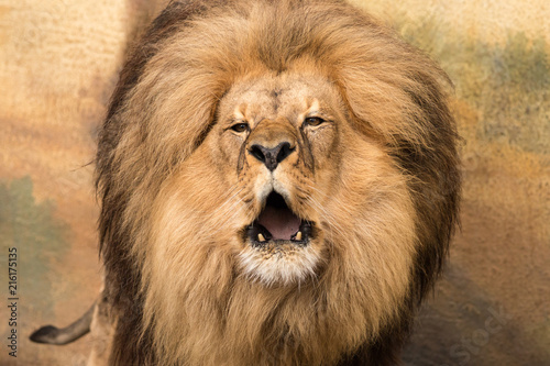 Zdjęcie XXL Portret męskiego lwa (Panthera leo) z półotwartymi ustami i nagimi niższymi kłami
