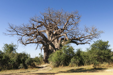 African baobab, Adansonia digitata / African Baobab in Namibia, Africa.