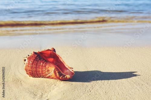 Sea shell on tropical beach. Summer sea landscape. Sea shell on tropical beach. Summer sea landscape.