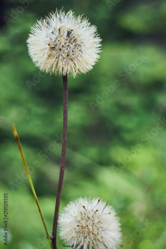Foto obraz na płótnie canvas jednoczęściowy - Dandelion. Chamomile. Wild wildflowers