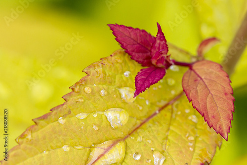 Foto obraz na płótnie canvas jednoczęściowy - Yellow tree leaf with water drops in autumn.