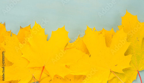 Foto obraz na płótnie canvas jednoczęściowy - Fall yellow maple leaves on blue background banner