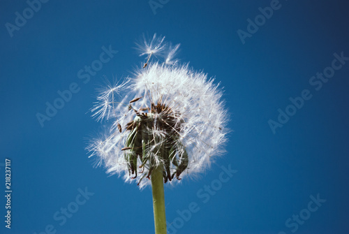 Foto obraz na płótnie canvas jednoczęściowy - Close up of dandelion spores blowing away