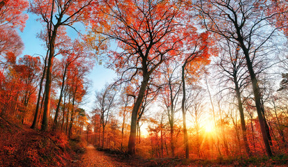 Autumn scenery with red foliage and blue sky