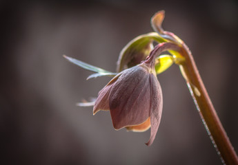 Hellebore flower