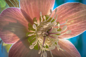 Hellebore flower