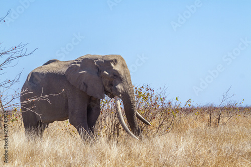 Plakat Afrykański krzak słoń w Kruger parku narodowym, Południowa Afryka; Specie Loxodonta africana rodzina Elephantidae