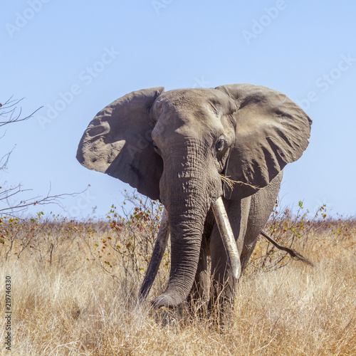 Plakat Afrykański krzak słoń w Kruger parku narodowym, Południowa Afryka; Specie Loxodonta africana rodzina Elephantidae