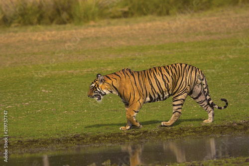 Plakat Tiger, Panthera tigris tigris, Pacman, Rezerwat tygrysów Ranthambhore, Rajasthan
