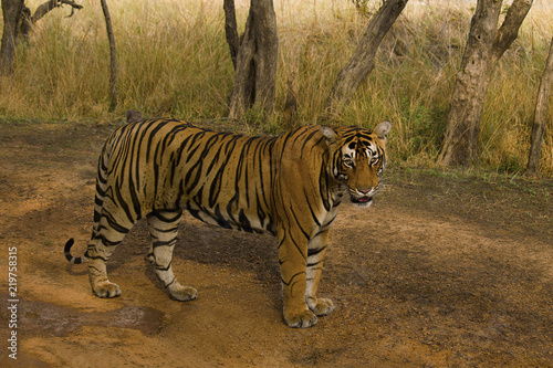 Plakat Tiger, Panthera tigris tigris, Pacman, Rezerwat tygrysów Ranthambhore, Rajasthan