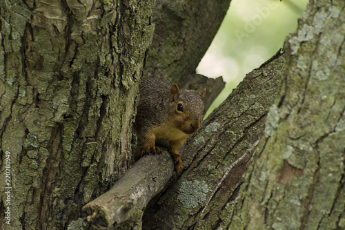 Zdjęcie XXL Iowa Fox Squirrel (Sciurus niger) klaszcząca przed kamerą w parku Riverside w Guthrie Center
