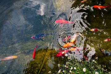 Koi fish in a pond in the garden